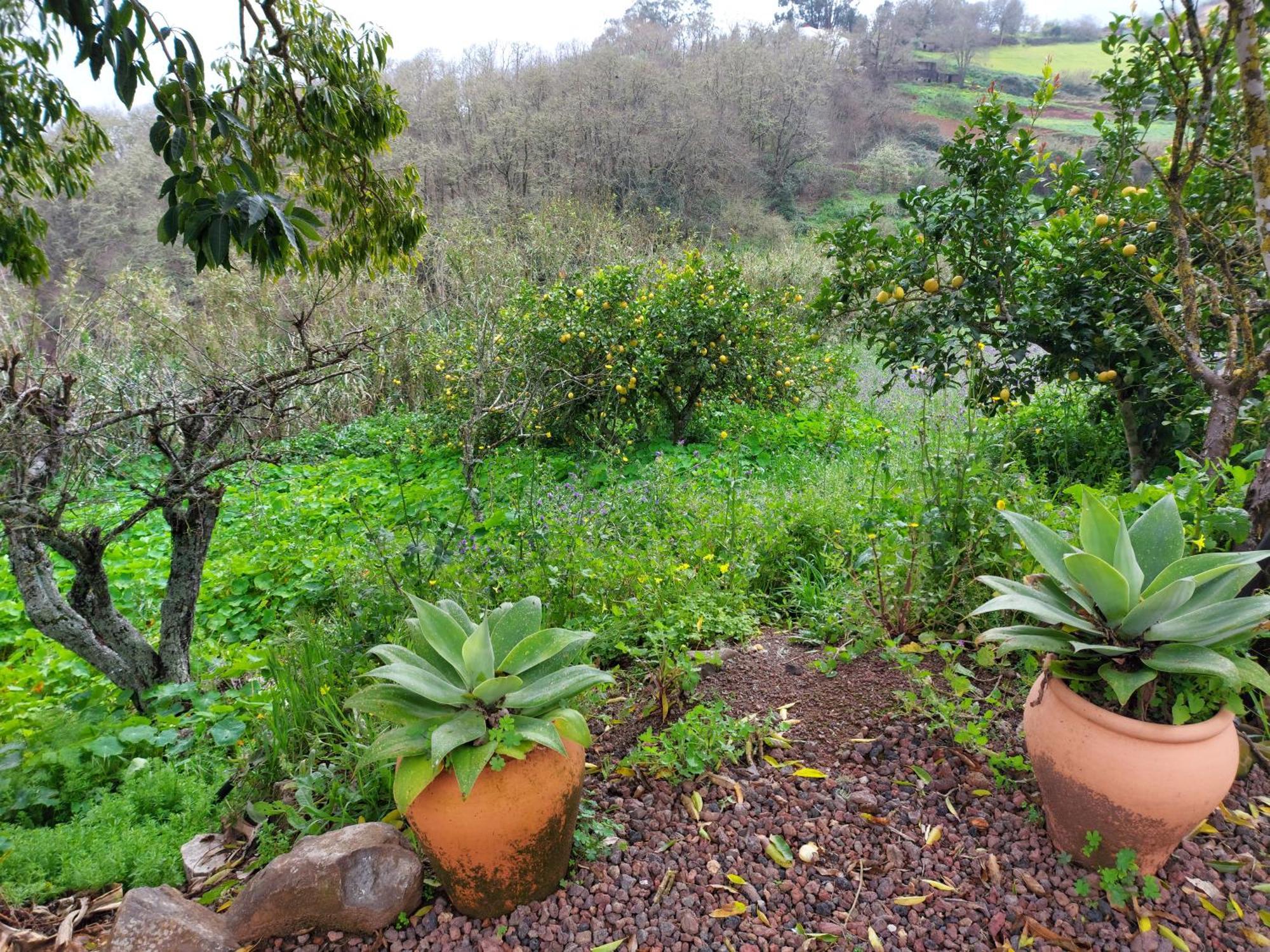 Finca Naturacanaria Moya  Bagian luar foto